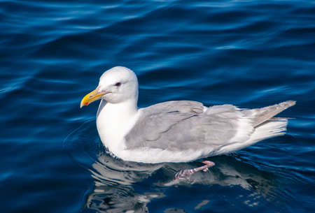 One seagull swimming in ocean in Alaskaの写真素材