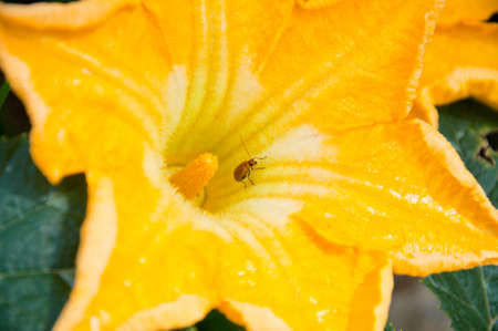 A bug in pumpkin flowerの写真素材