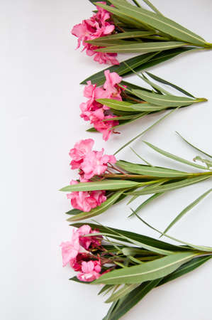 Pink flower on white background