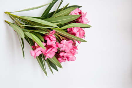 Pink flower on white backgroundの写真素材