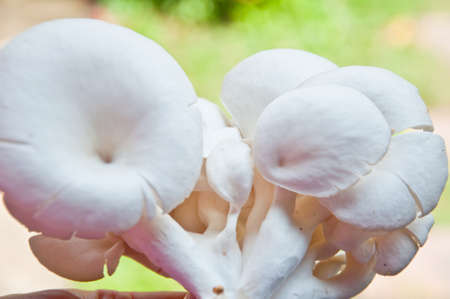 mushroom healthy food from natureの写真素材
