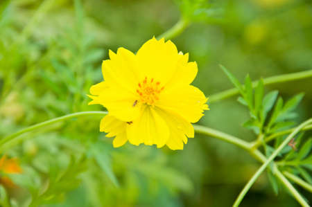Yellow Cosmos flowerの写真素材