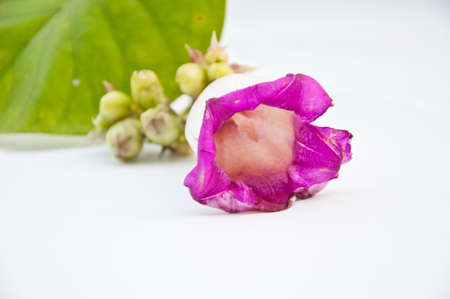 Purple flower on white backgroundの写真素材
