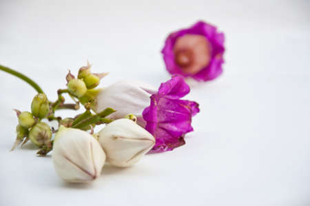 Purple flower on white backgroundの写真素材