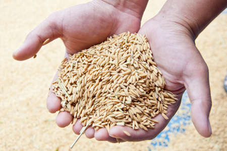 Grain of rice in handの写真素材