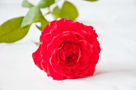 Red rose on white background for loveの写真素材