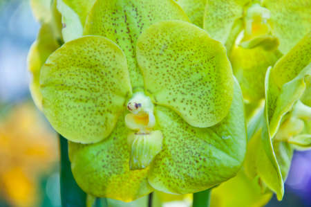 Green orchid  in the garden