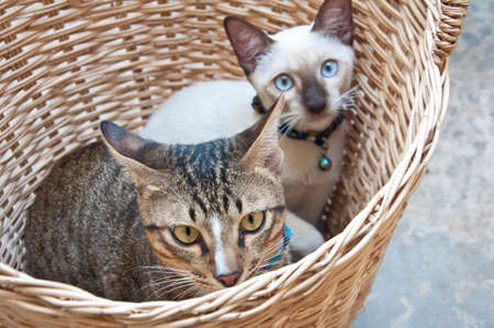 cat in basketの写真素材