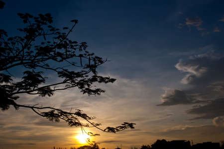 silhouette of tree and sundownの写真素材