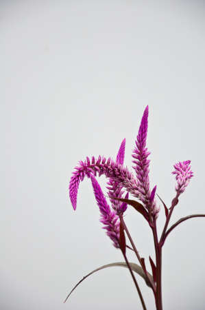 violet cokscomb on white backgroundの写真素材