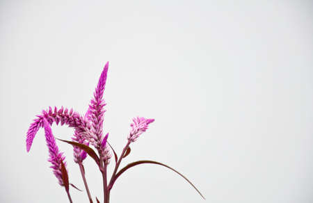 violet cokscomb on white backgroundの写真素材