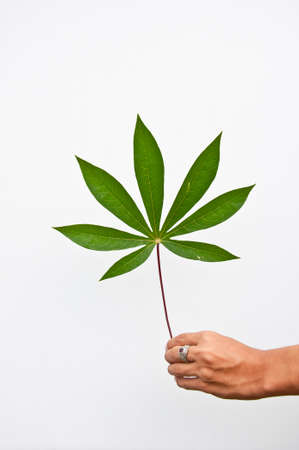Cassava leaf in hand on white backgroundの写真素材