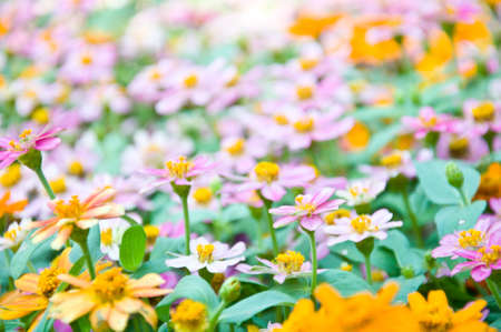 Yellow and pink Cosmos flowerの写真素材