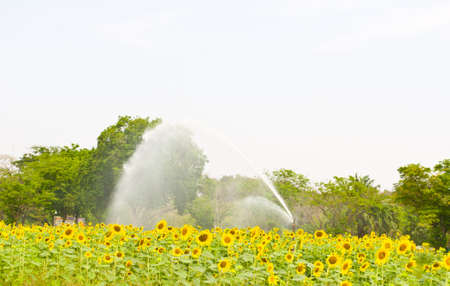 maintainance sunflower field by water machineの写真素材