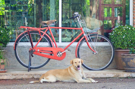 red vintage bicycle and dog for house decorationの写真素材