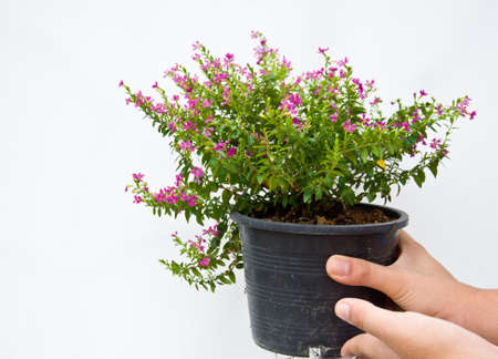 pink flower on white backgroundの写真素材