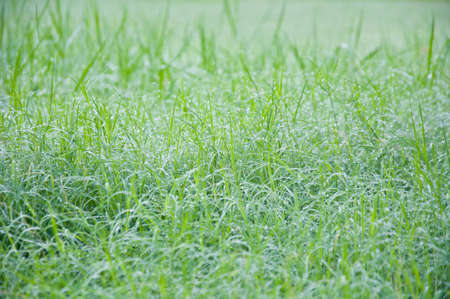 dew and grass in the morning