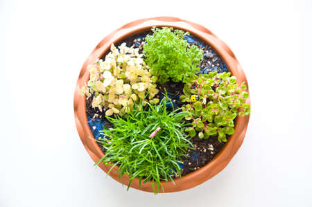 tray landscape on white の写真素材