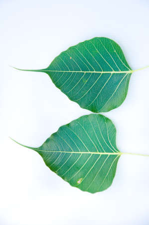 Bodh tree leaf on white background