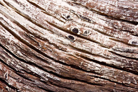 dried tree wood  texture backgroundの写真素材