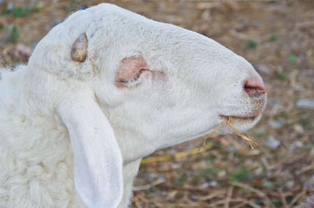 white sheep in farm