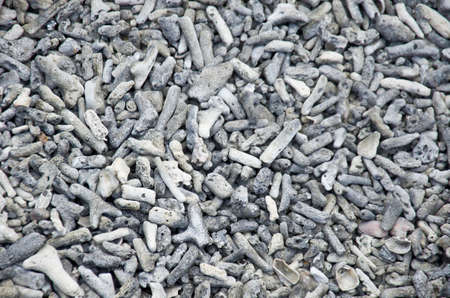 dead coral on the beach for waste product from natureの写真素材