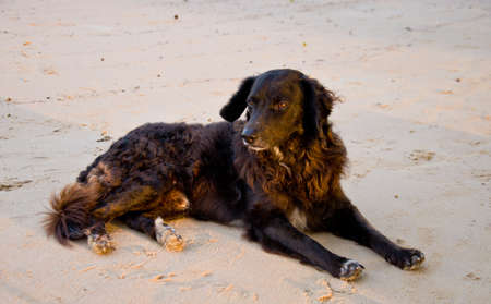 dog relax on the beachの写真素材