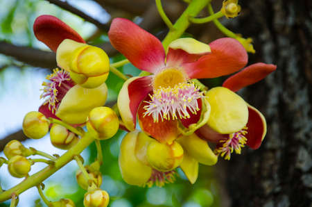 cannonball tree flower in the gardenの写真素材