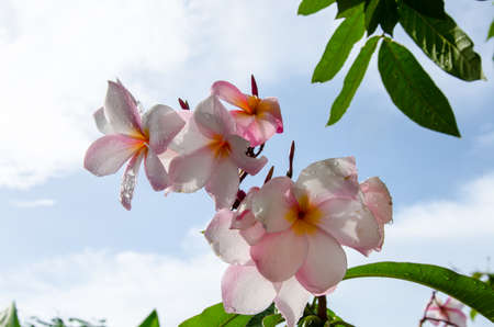 pink plumeria flower from nature