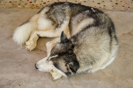 close up of Siberian dog sleepingの写真素材