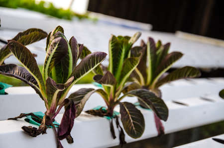 vegetable from Hydroponic plantの写真素材