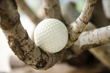 white golf ball on the  treeの写真素材