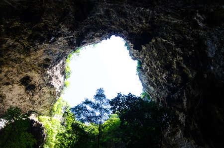 cave and tree from natureの写真素材