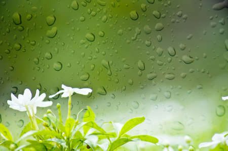 close up of white flower with bokeh lightの写真素材