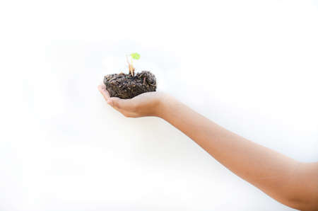 children hand for tree save the environmentの写真素材
