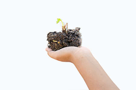 children hand for tree safe the environmentの写真素材