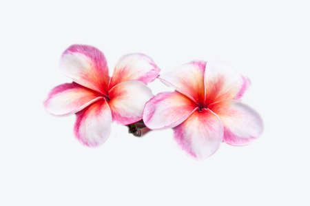 Plumeria flower on white backgroundの写真素材