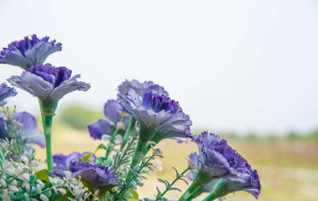 artificial violet flower for decorateの写真素材