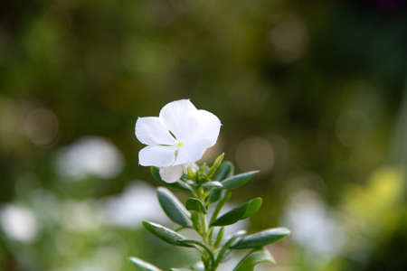 abstract white flower with bokeh light from nature