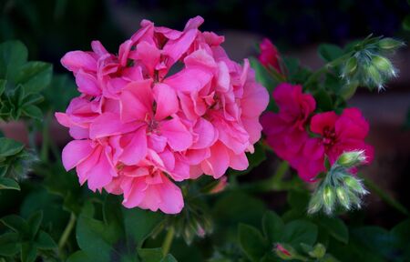 Close up of pink geranium