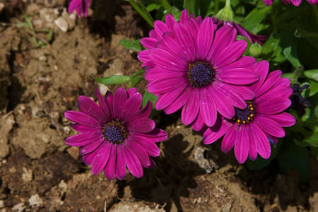 Close up of beautiful flowersの写真素材