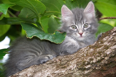 Photo of a little catの写真素材