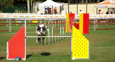 Agility dog competition in Bevagnaのeditorial素材