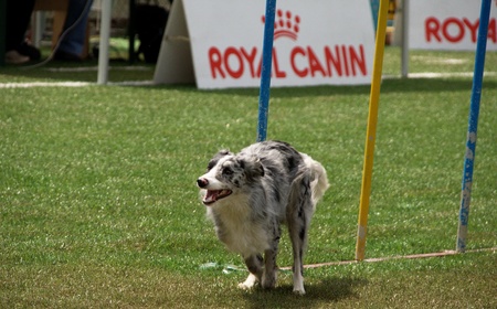 Border collie doing slalom training at agility courseのeditorial素材