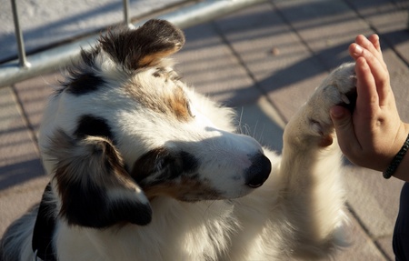 Highfive: paw and handの写真素材
