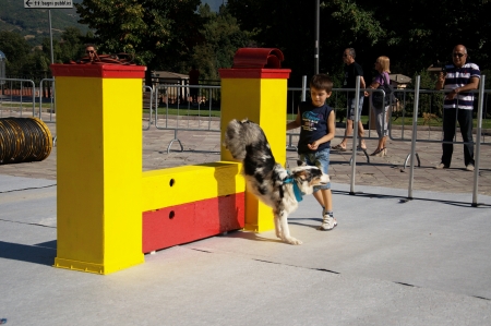 A little competition of agility dogのeditorial素材