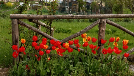 Dutch tulip fieldの写真素材