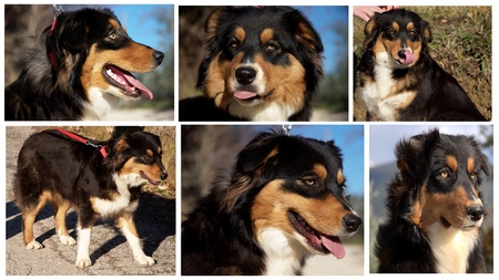 Collage about australian shepherd dogの写真素材