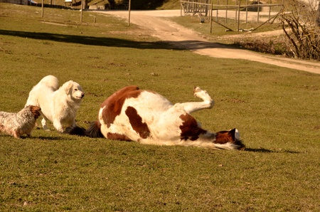 Two dogs playing with horseの写真素材