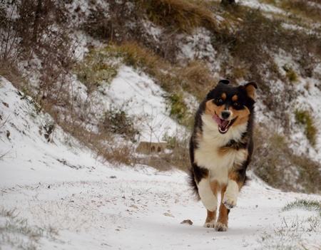 Happy dog running in the snowの写真素材